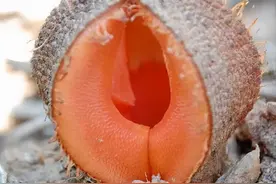 这可能是地表最奇怪的植物图片