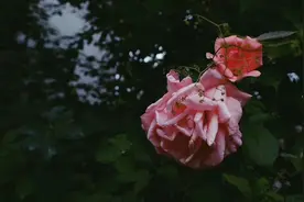 南京牙齿矫正｜邰怡Tiger隐适美正畸故事：值得一生去期待的花开图片