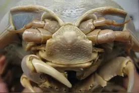 巨型尺寸的深海怪物，不吃不喝至少可以存活5年图片