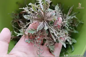 春天挖荠菜，要分清“紫色”和“绿色”，区别挺大，挖错味道差图片