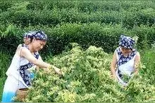 详说绥阳县小关金银花之乡，这么多年来，为什么一直不温不火？图片