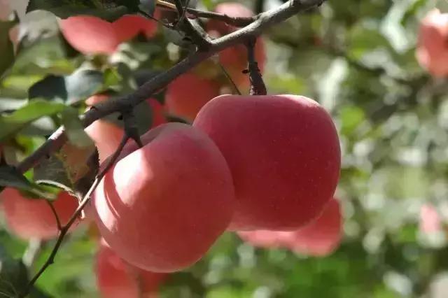 渭南有这十三种特产，你都知道吗？