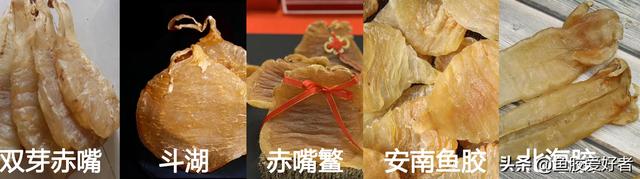 一斤鱼胶有多少片 2026年一斤鱼胶有多少片海参