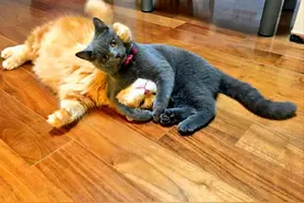 波斯猫被剃毛后，隔了会以为它抽风了，凑近一看却心疼了图片