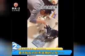最开始反对你养宠物的父母……视频封面