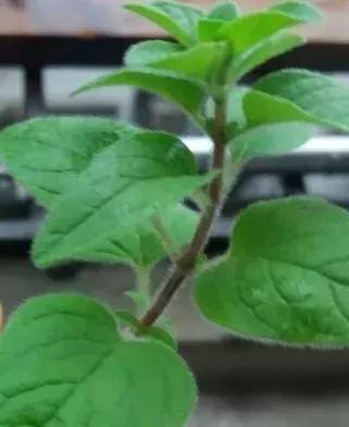 oregano是什么调料