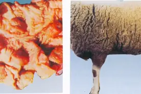 羊布鲁氏菌病的防治图片