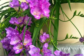 适合热天养的“香香花”，放客厅雅致，放卧室促睡眠，还能驱蚊子图片