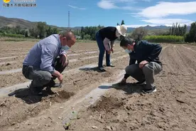 乌鲁木齐石人子沟建成150亩蔬菜采摘园 7月份将向游客开放图片