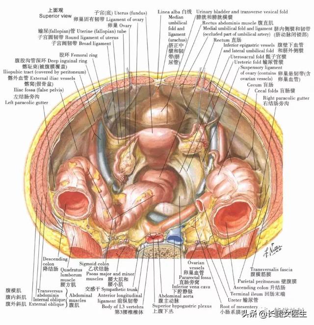 女性会阴和盆腔解剖