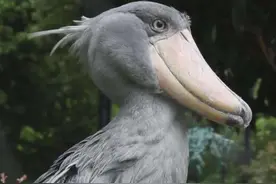 世界上最“蠢”的鸟类，呆萌呆萌的，却是鳄鱼唯一的天敌图片