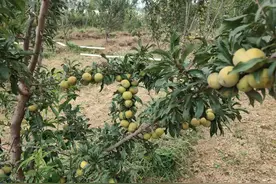 如何种植李子树苗，李子树苗的管理方法图片