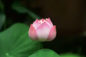 清风过，仲夏临，且至草堂赏荷去图片
