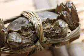 俗话:叫花子吃死蟹，只是鲜！为什么死螃蟹不能吃，因为有剧毒图片