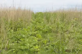 林口县朱家林场：中草药种植变身致富“新产业”图片