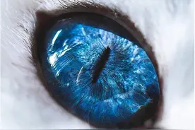 猫咪蓝宝石眼睛，竟是因为这种原因形成的图片