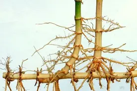 栽植竹子要注意“竹子定律”图片