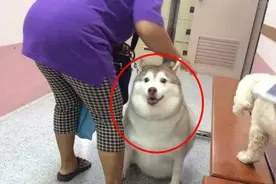 我把狗送奶奶养后，狗胖了十斤图片