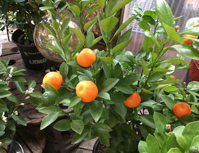 在阳台种这9种水果，结果又快又多，随吃随摘，新鲜、健康又省钱