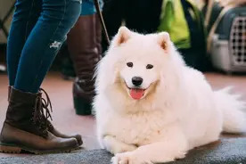 萨摩生了一窝黑色小狗，主人：我以为它们只是普通朋友图片