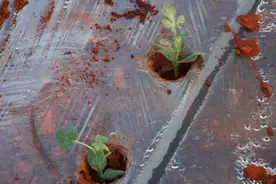 滴灌带的孔是朝下好，还是朝上好？很多人都装错了，看老农咋说的图片