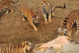 一头牛被6只老虎围住，工作人员伸出援手，结果还是晚了一步！图片