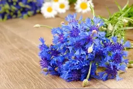 54岁女人自述：别把女婿当做自家人，就不会失望图片