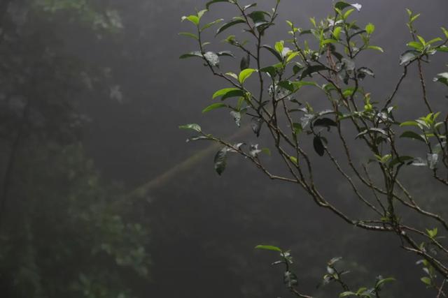 从藏茶客角度：只靠喝，能选出一款有存放潜力的茶吗？（下）