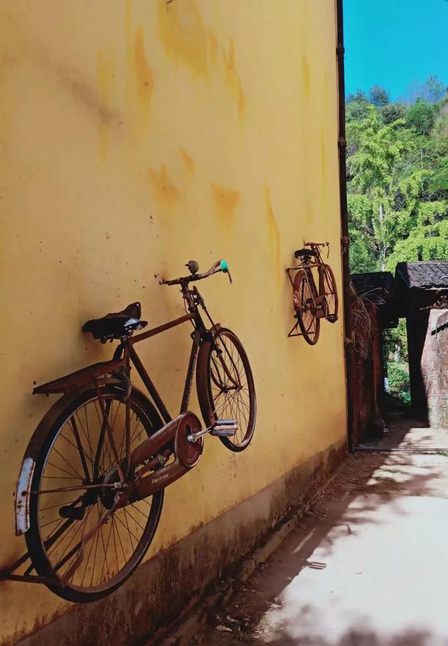 秋风吻尽银杏叶，艳遇醉美帽子峰