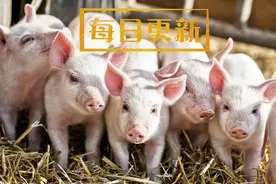 现在猪都有档案了！AI智能养猪？你见过吗视频封面