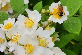 采蜜的小蜜蜂在不断的辛勤劳动图片