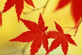 红叶题诗结良缘一一流红记(唐代传奇故事)图片