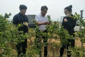 乳山市乳山口镇｜不老莓产业振兴进行时图片
