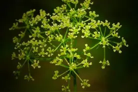 山上千奇百怪的绿植真不少，一种隔山香有意思，很多人没见过图片
