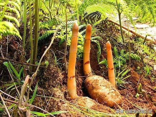 适合平原种植的药材（看看有你感兴趣的吗）