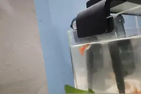 我的朋友是条鱼图片