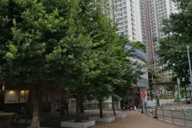 香港东涌的环境保护区，一片一片的大树长得油光亮亮(原创）图片