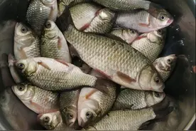 浅谈鲫鱼的食性和习性，足够了解你才能钓到爆护图片