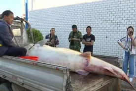 黑龙江渔夫捕到最大淡水鱼，重达上千斤，专家看后脸色都变了图片