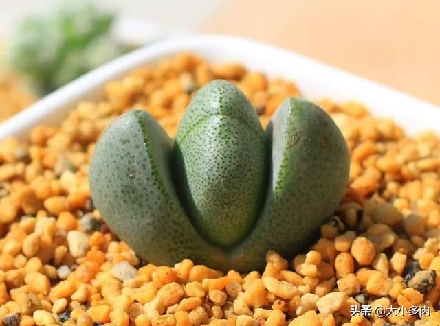 元宝多肉植物帝玉多少钱(帝玉多肉植物养殖方法)-措必培