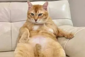 “自古橘猫出肥膘”原来橘猫还有这样你不知道的小秘密图片