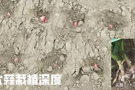 种植大蒜，记住三个忌禁，更有利于种出优质高产的大蒜图片