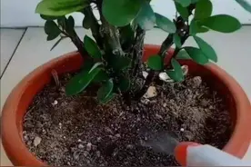 花盆里出现小虫子，不用买杀虫剂，往里面扔点“小东西”就管用图片