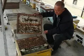 养蜂成人生乐事 平山七旬老人把“甜蜜”送乡亲图片