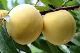 油桃、毛桃、黄桃怎么挑？别只会挑好看的，水果店老板教你小诀窍图片