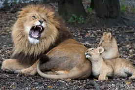 母狮不在家，公狮担任奶爸，它手忙脚乱一脸忧愁：老婆快回来图片