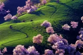 新疆新源县登榜，那拉提养蜂女、万亩野杏花，向全国人民发出邀请图片