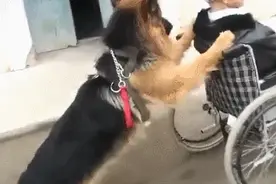 你星座的“天选之狗”是谁？图片