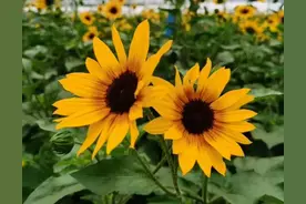 多数人都觉得“光辉岁月”好看，真正养好的不多，因为它要求苛刻图片