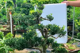 庭院大型罗汉松盆景，便宜出图片